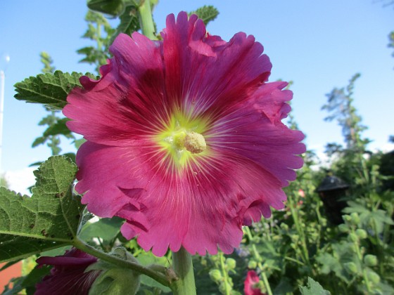 Stockros  
                                 
2019-07-01 Stockros_0025  
Granudden  
Färjestaden  
Öland