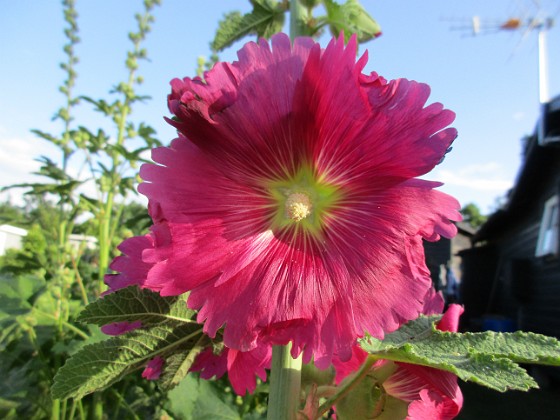 Stockros  
                                 
2019-07-01 Stockros_0030  
Granudden  
Färjestaden  
Öland