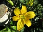 Årets första Lilja! Denna gula Asiat-Lilja har funnits där ända sedan 2006 faktiskt. Jag har dessvärre inte så många gula Liljor. Gula Liljor är extra fina tycker jag! (2019-07-01 Lilja_0002)