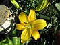 Årets första Lilja! Denna gula Asiat-Lilja har funnits där ända sedan 2006 faktiskt. Jag har dessvärre inte så många gula Liljor. Gula Liljor är extra fina tycker jag!                                (2019-07-01 Lilja_0004)