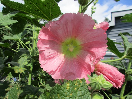 Stockros  
                                 
2019-07-03 Stockros_0010  
Granudden  
Färjestaden  
Öland