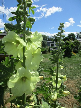 Stockros  
                                 
2019-07-03 Stockros_0052  
Granudden  
Färjestaden  
Öland