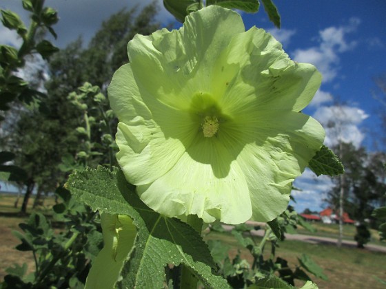 Stockros  
                                 
2019-07-03 Stockros_0056  
Granudden  
Färjestaden  
Öland