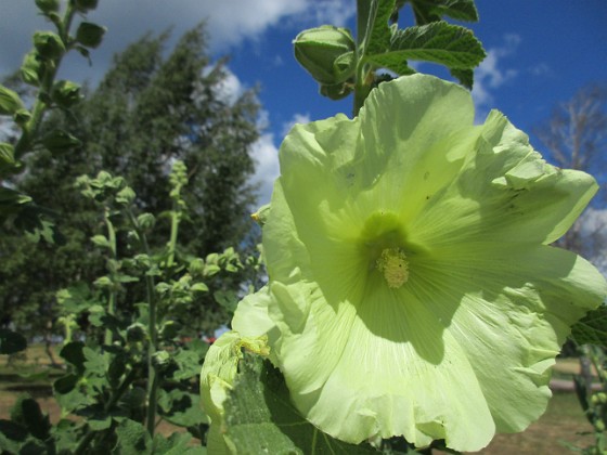 Stockros  
                                 
2019-07-03 Stockros_0057  
Granudden  
Färjestaden  
Öland