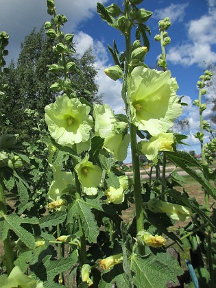 Stockros  
                                 
2019-07-03 Stockros_0059  
Granudden  
Färjestaden  
Öland