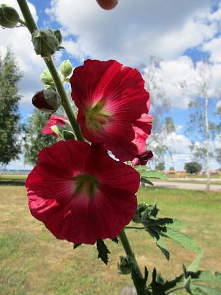 Stockros  
                                 
2019-07-03 Stockros_0061  
Granudden  
Färjestaden  
Öland