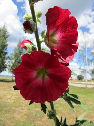 Stockros  
                                 
2019-07-03 Stockros_0062  
Granudden  
Färjestaden  
Öland