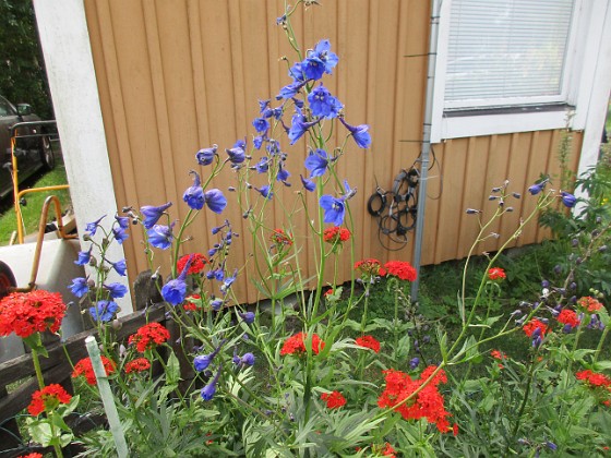 Blommor  
                                 
2019-07-10 Blommor_0009  
Granudden  
Färjestaden  
Öland