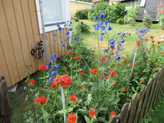 Blommor  
                                 
2019-07-10 Blommor_0010  
Granudden  
Färjestaden  
Öland