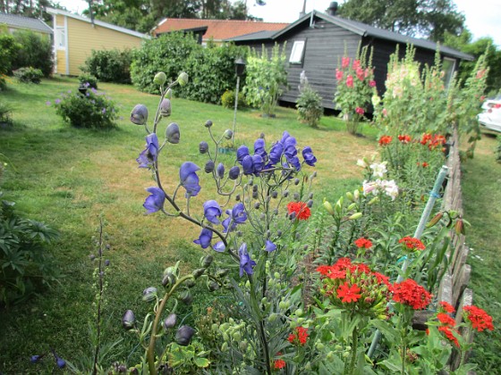 Blommor  
                                 
2019-07-10 Blommor_0011  
Granudden  
Färjestaden  
Öland