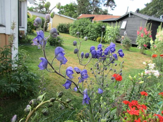 Blommor  
                                 
2019-07-10 Blommor_0012  
Granudden  
Färjestaden  
Öland