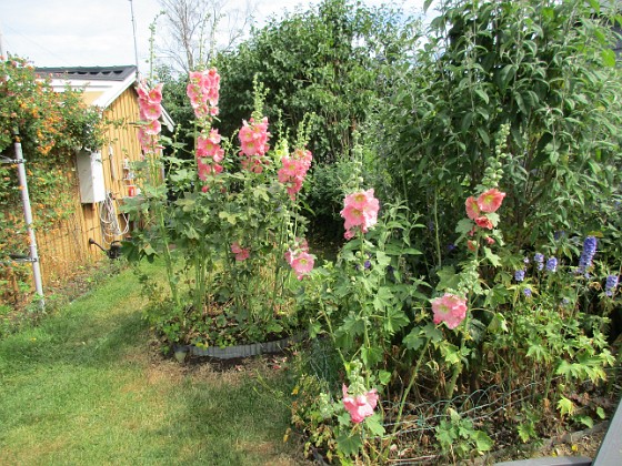 Blommor  
                                 
2019-07-10 Blommor_0107  
Granudden  
Färjestaden  
Öland