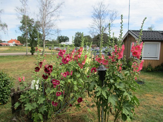 Blommor  
                                 
2019-07-10 Blommor_0117  
Granudden  
Färjestaden  
Öland