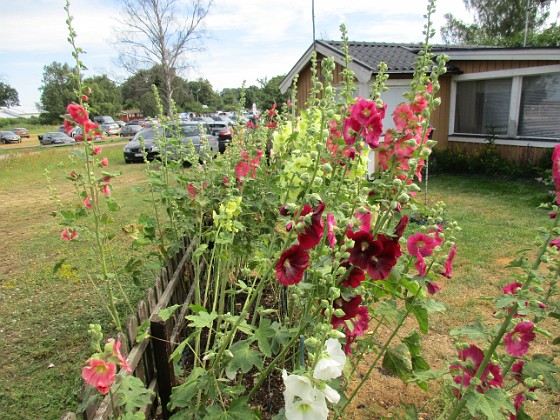 Blommor  
                                 
2019-07-10 Blommor_0118  
Granudden  
Färjestaden  
Öland