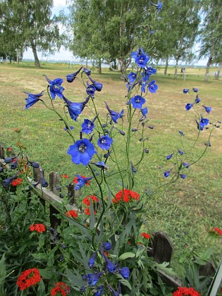 Blommor  
                                 
2019-07-10 Blommor_0146  
Granudden  
Färjestaden  
Öland