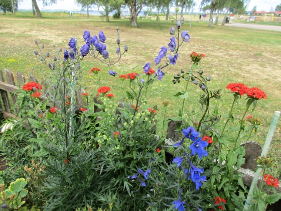 Blommor  
                                 
2019-07-10 Blommor_0147  
Granudden  
Färjestaden  
Öland