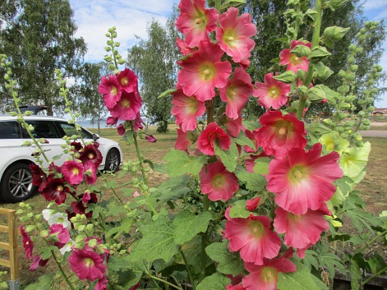 Stockros  
                                 
2019-07-10 Stockros_0014  
Granudden  
Färjestaden  
Öland