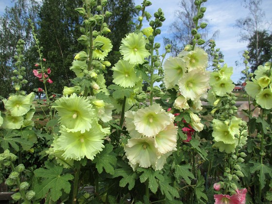 Stockros  
                                 
2019-07-10 Stockros_0015  
Granudden  
Färjestaden  
Öland