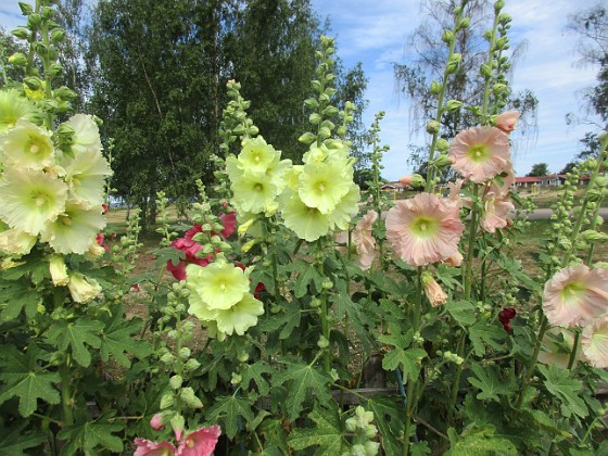 Stockros  
                                 
2019-07-10 Stockros_0016  
Granudden  
Färjestaden  
Öland