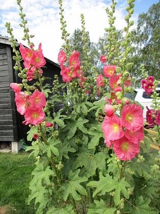 Stockros  
                                 
2019-07-10 Stockros_0018  
Granudden  
Färjestaden  
Öland