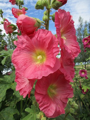 Stockros  
                                 
2019-07-10 Stockros_0019  
Granudden  
Färjestaden  
Öland