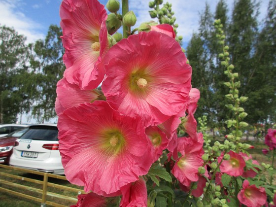 Stockros  
                                 
2019-07-10 Stockros_0021  
Granudden  
Färjestaden  
Öland