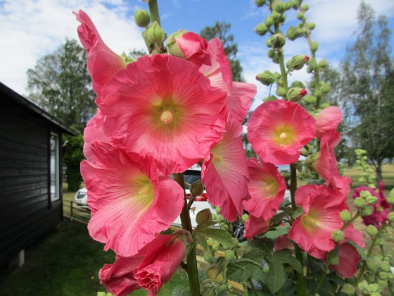 Stockros  
                                 
2019-07-10 Stockros_0022  
Granudden  
Färjestaden  
Öland