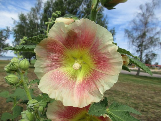 Stockros  
                                 
2019-07-10 Stockros_0024  
Granudden  
Färjestaden  
Öland