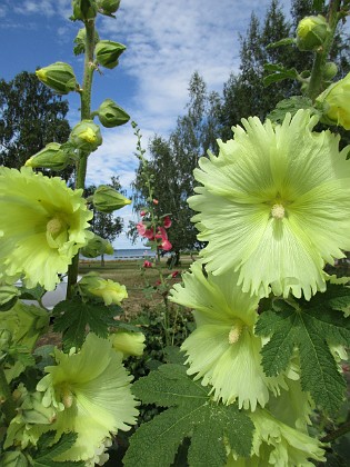 Stockros  
                                 
2019-07-10 Stockros_0034  
Granudden  
Färjestaden  
Öland