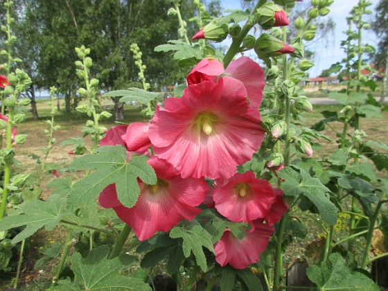 Stockros  
                                 
2019-07-10 Stockros_0035  
Granudden  
Färjestaden  
Öland