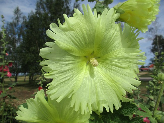 Stockros  
                                 
2019-07-10 Stockros_0036  
Granudden  
Färjestaden  
Öland