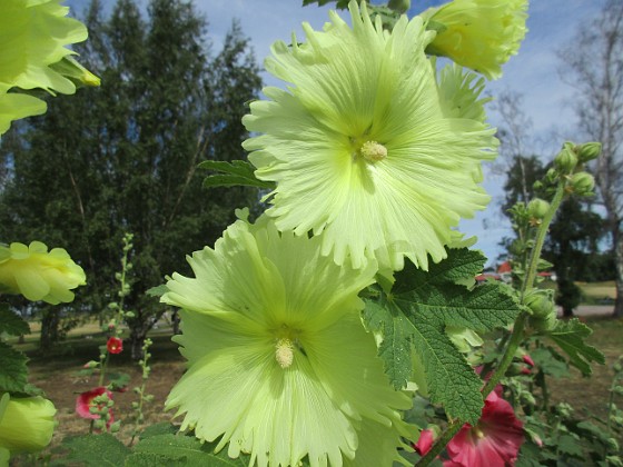 Stockros  
                                 
2019-07-10 Stockros_0037  
Granudden  
Färjestaden  
Öland