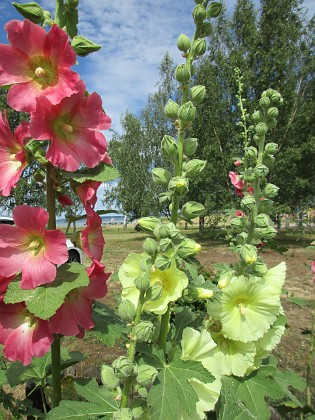 Stockros  
                                 
2019-07-10 Stockros_0040  
Granudden  
Färjestaden  
Öland