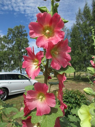 Stockros  
                                 
2019-07-10 Stockros_0042  
Granudden  
Färjestaden  
Öland