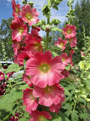 Stockros  
                                 
2019-07-10 Stockros_0043  
Granudden  
Färjestaden  
Öland