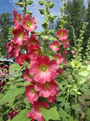 Stockros  
                                 
2019-07-10 Stockros_0044  
Granudden  
Färjestaden  
Öland