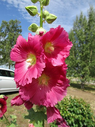 Stockros  
                                 
2019-07-10 Stockros_0046  
Granudden  
Färjestaden  
Öland