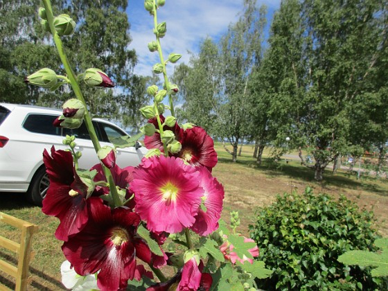 Stockros  
                                 
2019-07-10 Stockros_0047  
Granudden  
Färjestaden  
Öland