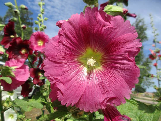 Stockros  
                                 
2019-07-10 Stockros_0050  
Granudden  
Färjestaden  
Öland