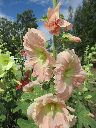 Stockros  
                                 
2019-07-10 Stockros_0054  
Granudden  
Färjestaden  
Öland