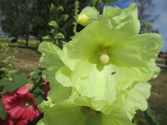 Stockros  
                                 
2019-07-10 Stockros_0065  
Granudden  
Färjestaden  
Öland