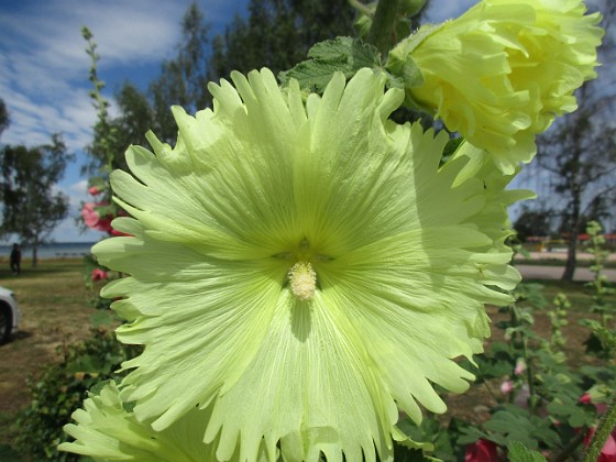 Stockros  
                                 
2019-07-10 Stockros_0072  
Granudden  
Färjestaden  
Öland