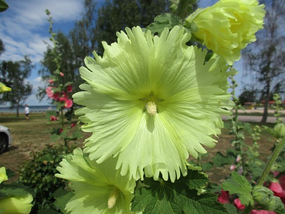 Stockros  
                                 
2019-07-10 Stockros_0073  
Granudden  
Färjestaden  
Öland