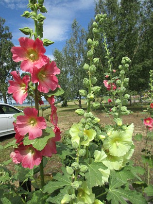 Stockros  
                                 
2019-07-10 Stockros_0078  
Granudden  
Färjestaden  
Öland