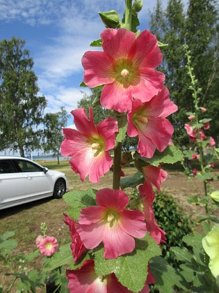 Stockros  
                                 
2019-07-10 Stockros_0079  
Granudden  
Färjestaden  
Öland