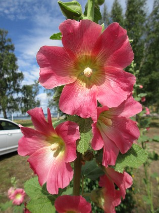 Stockros  
                                 
2019-07-10 Stockros_0080  
Granudden  
Färjestaden  
Öland