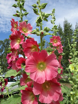 Stockros  
                                 
2019-07-10 Stockros_0081  
Granudden  
Färjestaden  
Öland