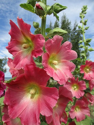 Stockros  
                                 
2019-07-10 Stockros_0083  
Granudden  
Färjestaden  
Öland