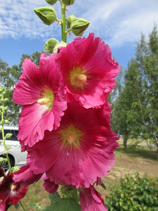 Stockros  
                                 
2019-07-10 Stockros_0084  
Granudden  
Färjestaden  
Öland