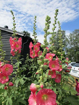 Stockros  
                                 
2019-07-10 Stockros_0085  
Granudden  
Färjestaden  
Öland